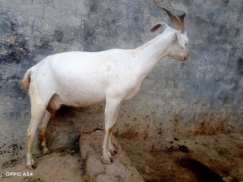 Goat for sell(sindi) 5