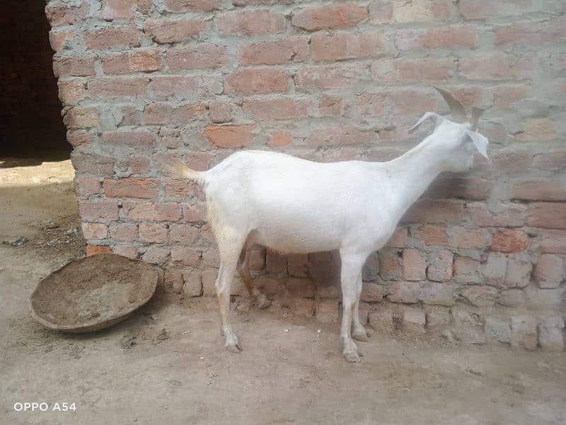 Goat for sell(sindi) 6