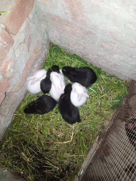 Rabbits Baby Male &Female 0