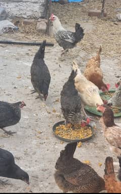 Ghar ki palli golden missri egg laying hens for sale