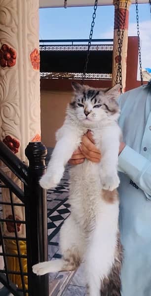 Persian cat double coat 0