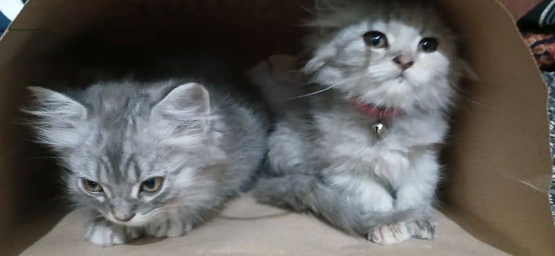 I sell my kittens par kitten 15000 1