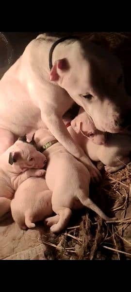 Pitbull puppies pure breed dog 2