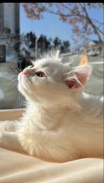 Persian kitten male 0