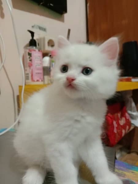 Persian kitten male 2
