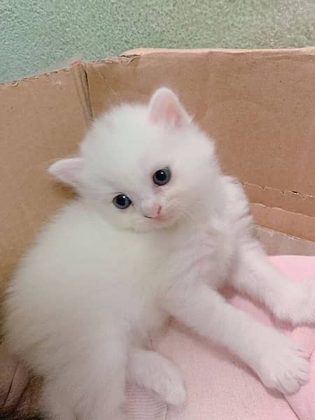 Persian kitten male 3