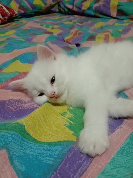 Persian kitten male 4