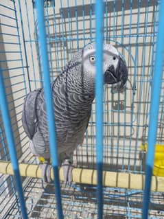 african grey/gray female parrot