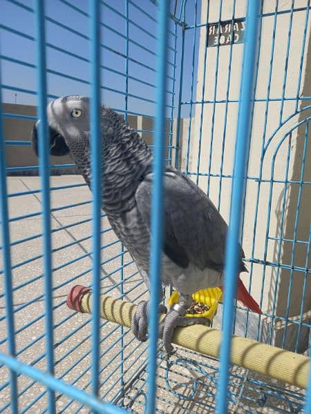 african grey/gray female parrot 1
