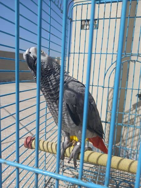 african grey/gray female parrot 2