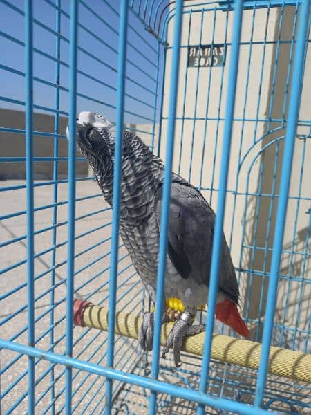 african grey/gray female parrot 3
