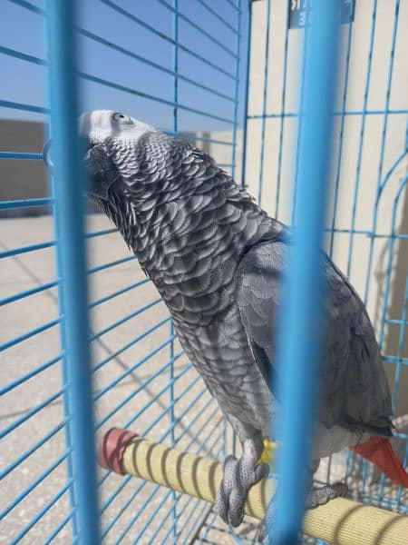 african grey/gray female parrot 4