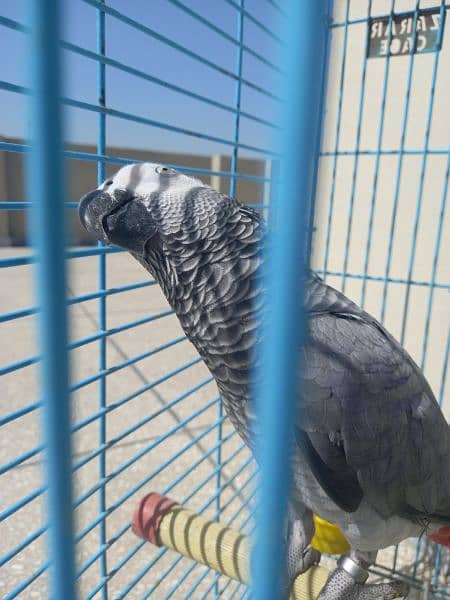 african grey/gray female parrot 5