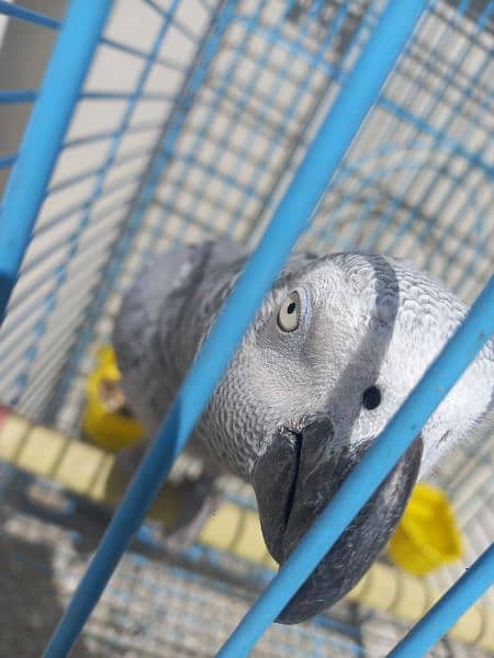 african grey/gray female parrot 6
