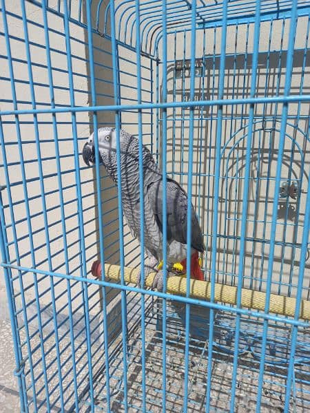african grey/gray female parrot 7