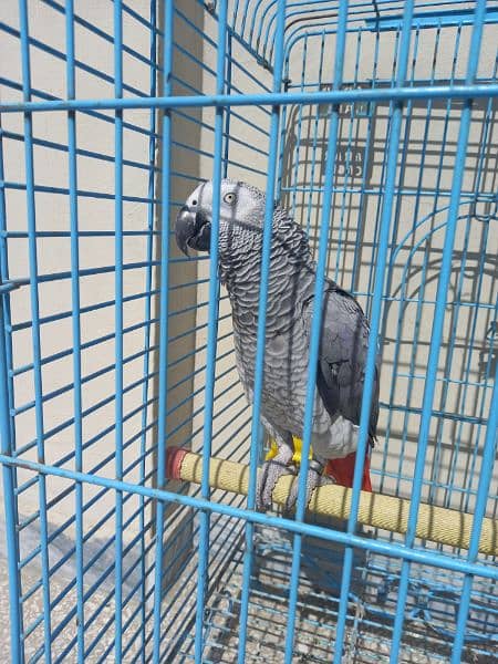 african grey/gray female parrot 8