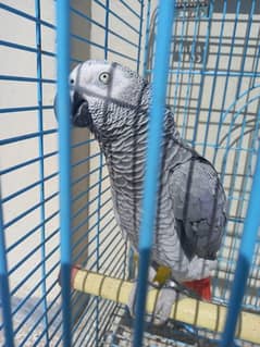 African grey female parrot/conures hyper high red