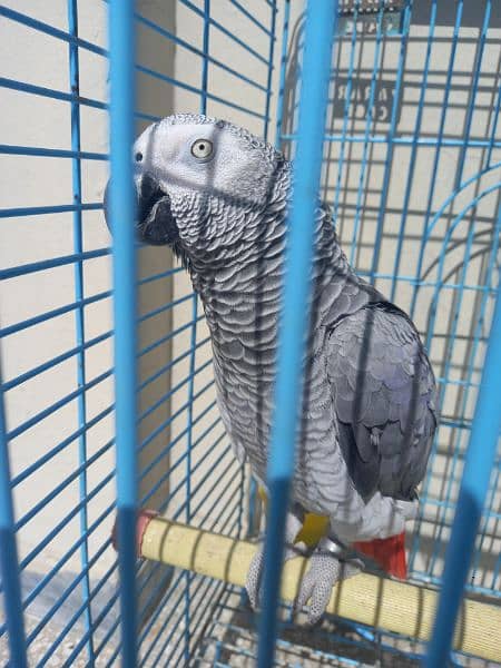 african grey/gray female parrot 9