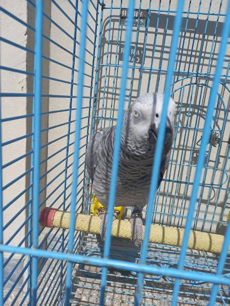 african grey/gray female parrot 10
