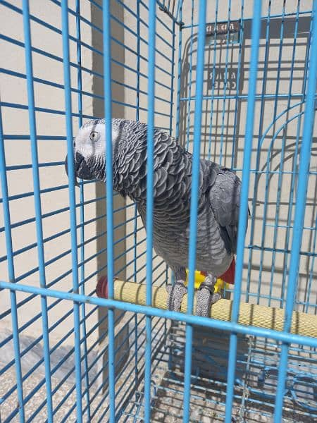 african grey/gray female parrot 11