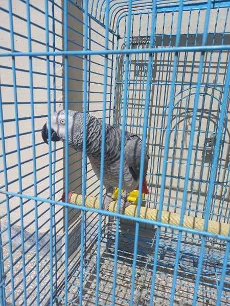 african grey/gray female parrot 12