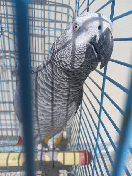african grey/gray female parrot 13
