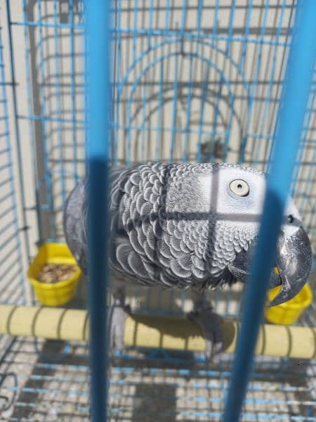 african grey/gray female parrot 14