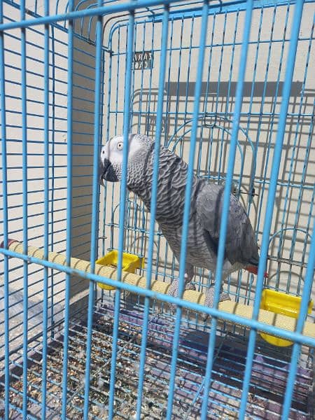 african grey/gray female parrot 15