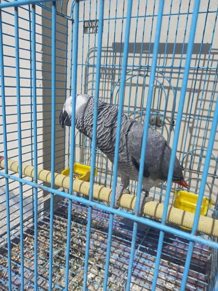 african grey/gray female parrot 16