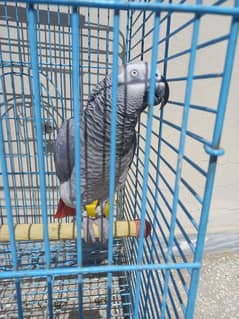 african grey female/hyper high red conures