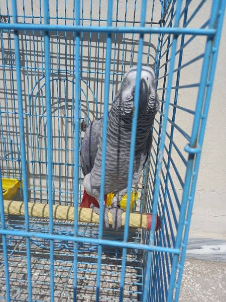 african grey/gray female parrot 18