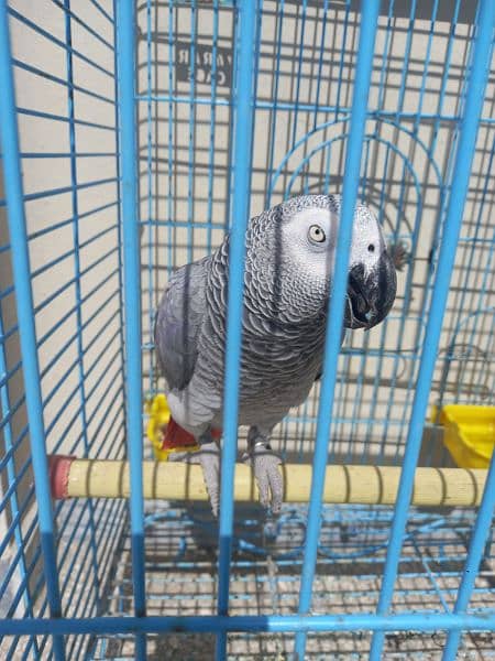 african grey/gray female parrot 19