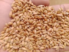 wheat / Gandum for sale in bulk quantities