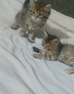 two persion kittens male and female
