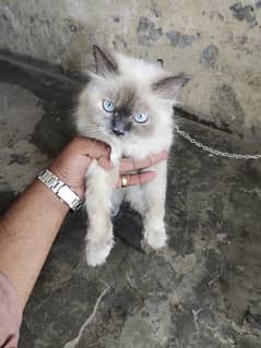 White cat white eye