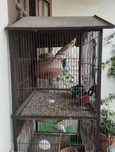 ready to breed birds 3 portion Cage 1