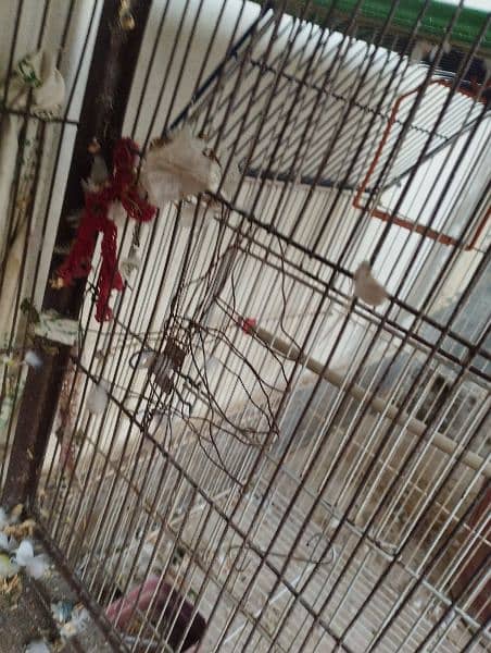 ready to breed birds 3 portion Cage 2