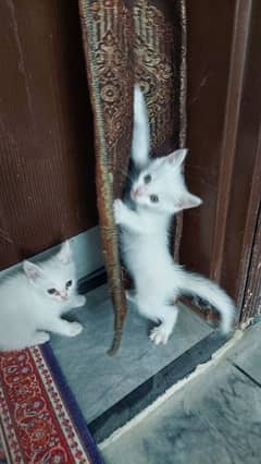 Persian Triple coated Kittens for sale