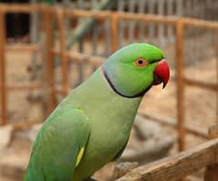 Baby Green Ring neck parrot