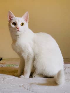 white female cat