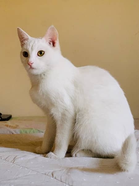 white female cat 1