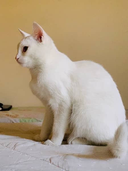 white female cat 2