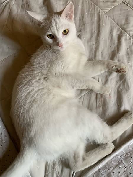 white female cat 4