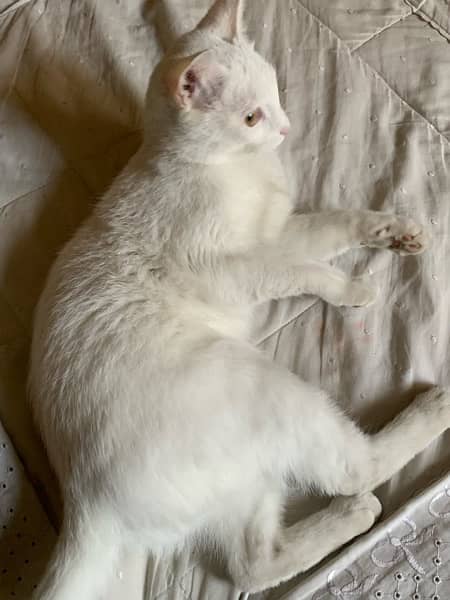 white female cat 5