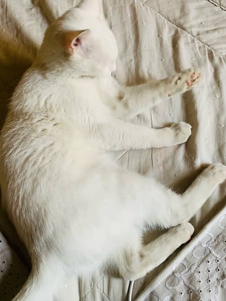 white female cat 6