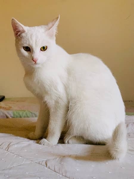 white female cat 7