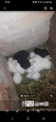 Rabbits Baby Male & Female Price  500 per piece