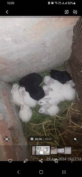 Rabbits Baby Male & Female Price  500 per piece 0