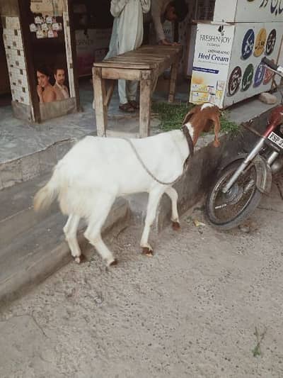 donda khassi podda all ok no  problem
