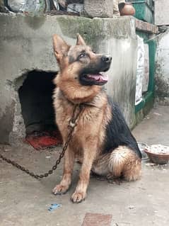 German Shepherd dog for sale